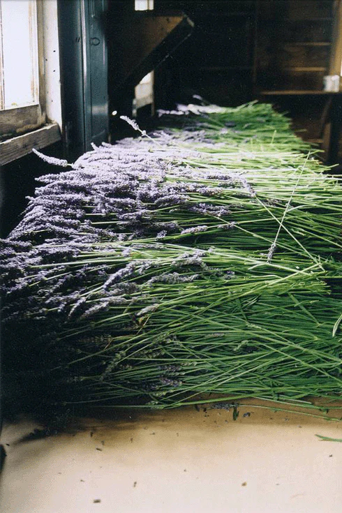 The Meadow Dark Chocolate with Wayward Winds Lavender - Image 3