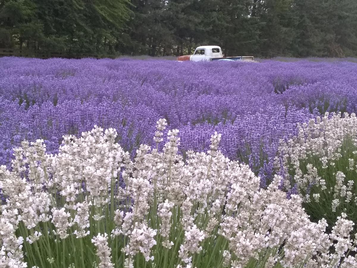 The Meadow Dark Chocolate with Wayward Winds Lavender - Image 4