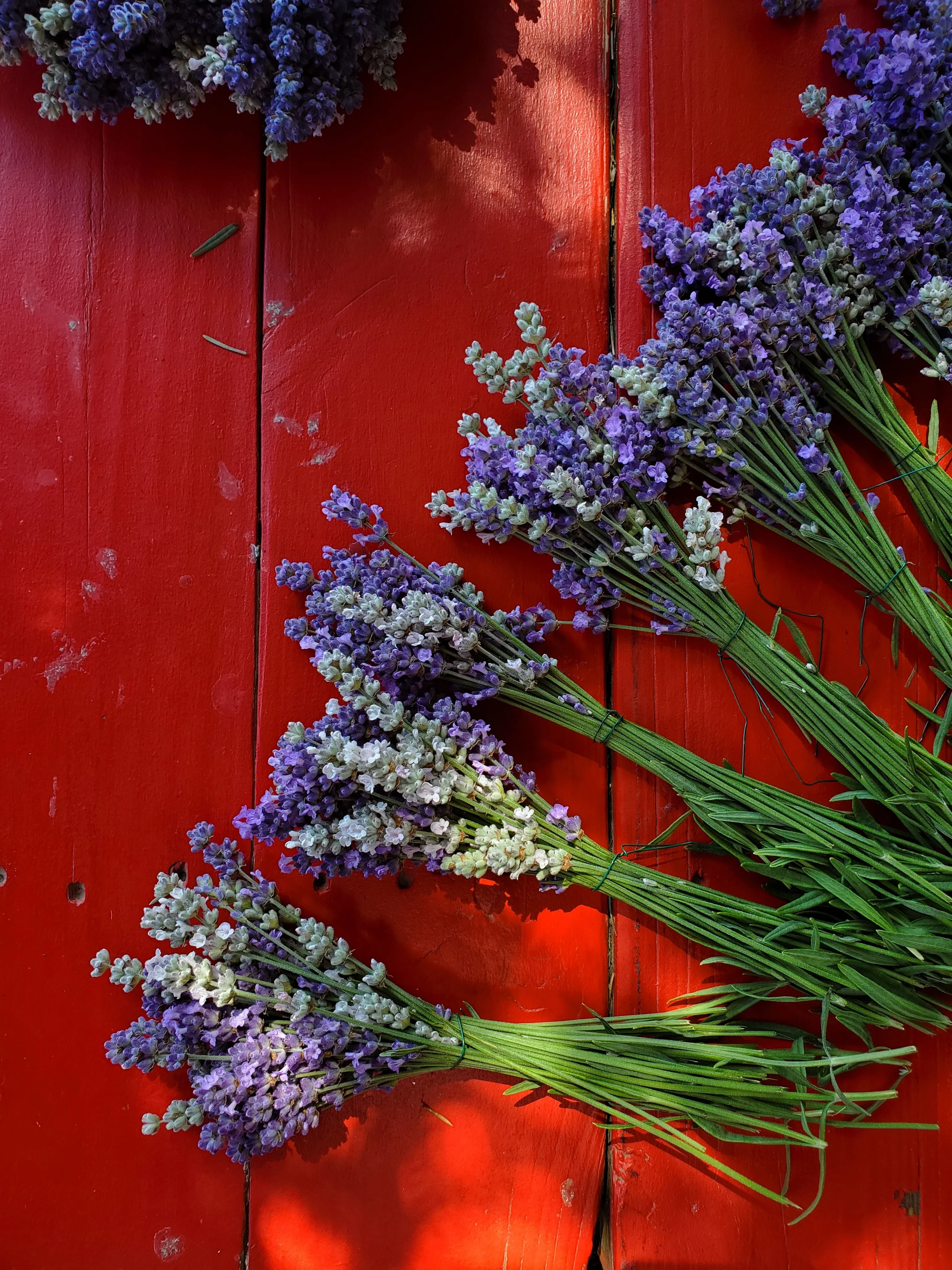 The Meadow Dark Chocolate with Wayward Winds Lavender - Image 5